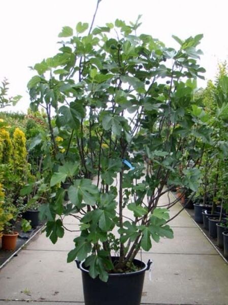 Echter Feigenbaum / Feige / Echter Feigenbaum / Feige