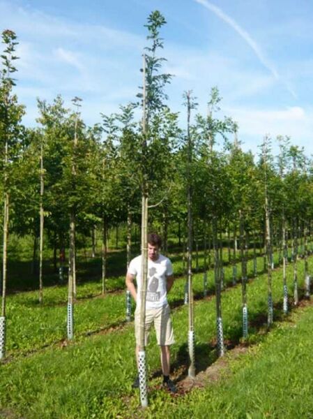Gemeine Esche / Gewöhnliche Esche / Fraxinus excelsior
