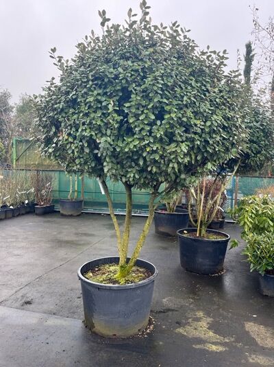 Wintergrüne Ölweide 200-250 cm Schirmform / Elaeagnus ebbingei Schirmform