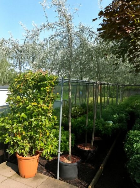 Pyrus salicifolia 'Pendula' / Weidenblättrige Hänge-Birne 'Pendula', Hochstamm im Container, mit überhängenden Zweigen.