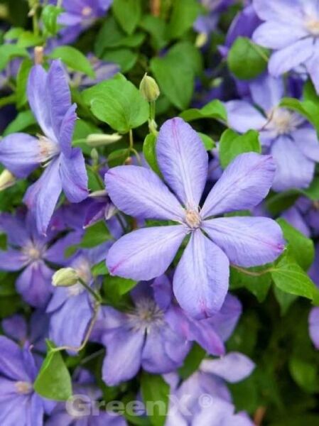 Waldrebe 'Mrs. Cholmondeley' / Clematis 'Mrs. Cholmondeley'