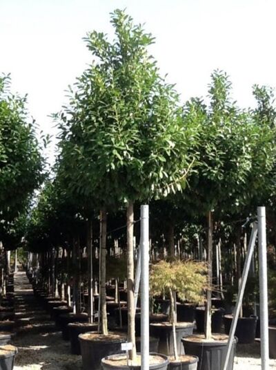 Kirschlorbeer 'Novita' Hochstamm / Prunus laurocerasus 'Novita' Hochstamm