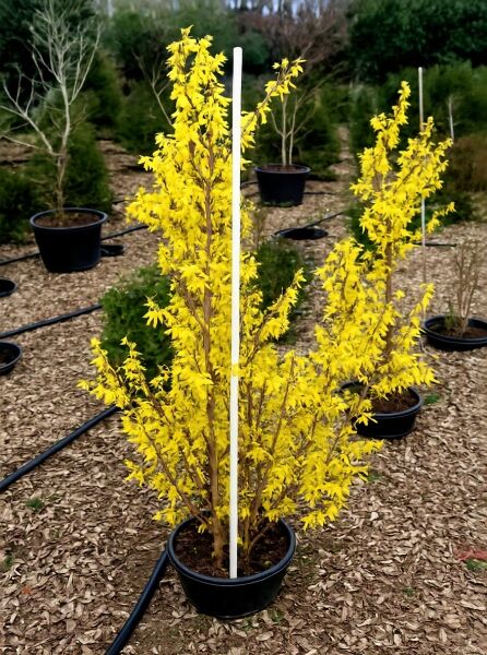 Forsythie 'Lynwood' (Forsythia intermedia 'Lynwood') 125–150 cm C20, Strauch im Topf mit gelben Blüten an aufrechten Trieben.