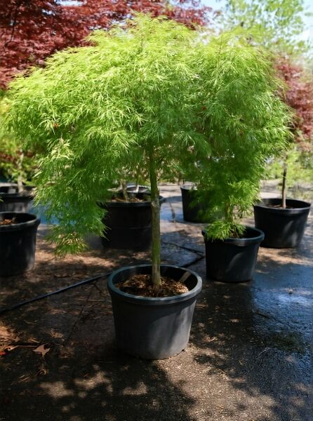 Grüner Schlitz-Ahorn (Acer palmatum 'Dissectum') 100 cm Stamm im Topf, dicht überhängende Krone mit fein geschlitzten Blättern.
