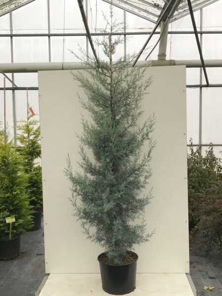 Blaue Arizona-Zypresse / Cupressus arizonica 'Glauca'