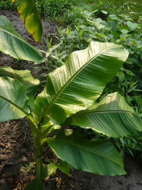 Winterharte Banane / Japanische Faserbanane / Musa basjoo kaufen