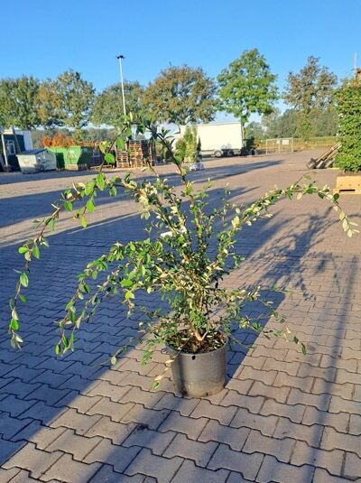 Späte Zwergmispel (Cotoneaster lacteus) 125-150 cm C15, mehrtriebiger Strauch im Container mit überhängenden, belaubten Zweigen.