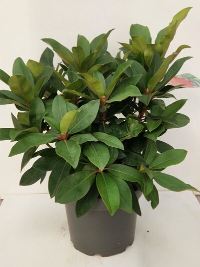 Rhododendron Hybride 'Junifeuer' (Rhododendron 'Junifeuer') 30-40 cm C5, buschige Pflanze im Topf mit grünen, elliptischen Blättern.