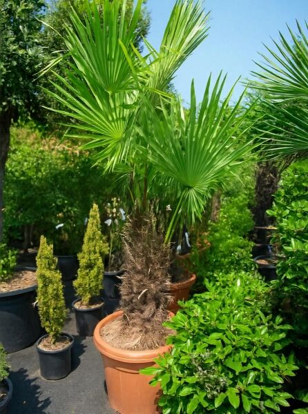 Trachycarpus fortunei / Chinesische Hanfpalme 150-175 cm C70 mehrstämmig im Topf, mit fächerförmigen grünen Blättern.