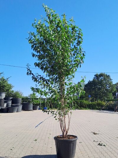 Feuer-Ahorn mehrstämmig 350-400 cm / Acer tataricum ginnala (1577111)