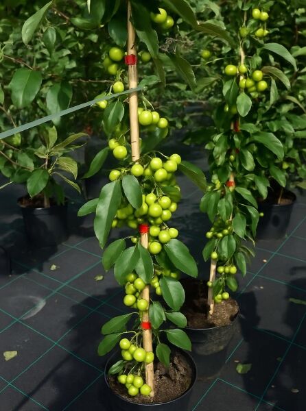 Malus 'Golden Hornet' / Zierapfel 'Golden Hornet' 125-150 cm C15 im Topf, mit grünen Früchten und glänzendem Laub am Stamm