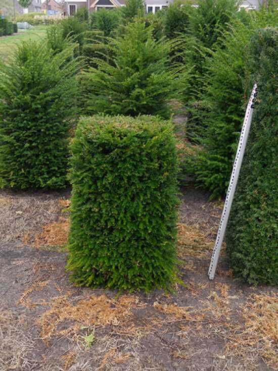 Heimische Eibe / Fertighecke / Heckenelement 80 cm x 50 cm x 50 cm mit  Drahtballierung - Taxus baccata