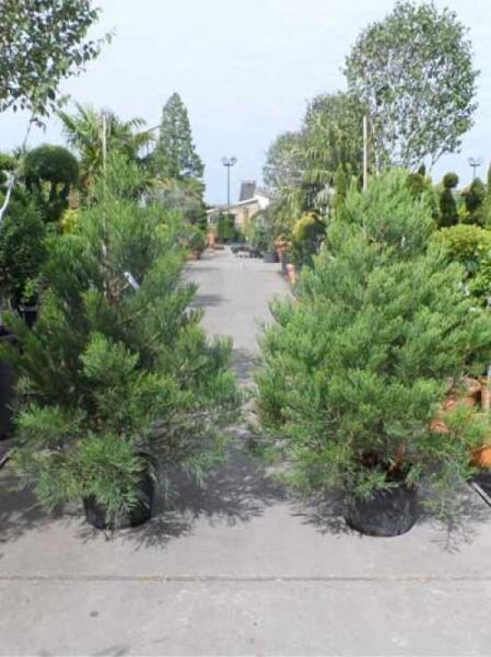 Sequoiadendron giganteum / Mammutbaum / Bergmammutbaum