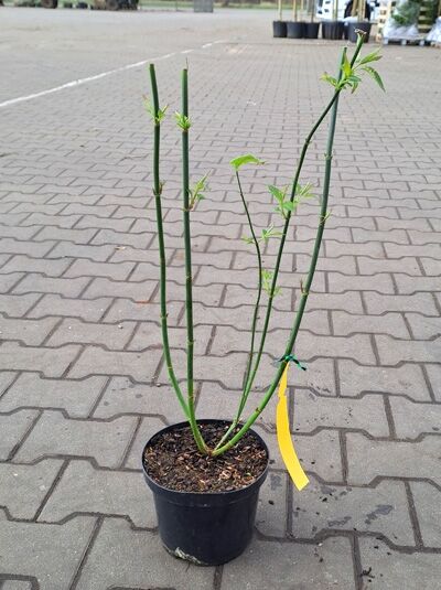 Schöne Leycesterie / Schöne Leycesterie