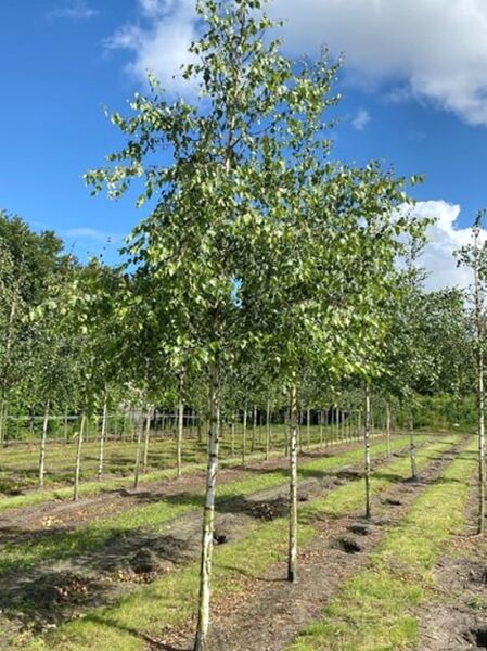 Betula pendula (Sand-Birke) Hochstamm 16-18 StU, schlanker weißer Stamm mit grüner Krone in Baumschule-Reihen.