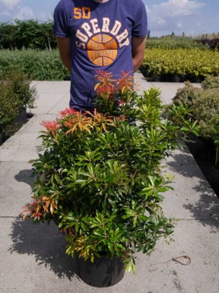 Pieris japonica 'Forest Flame' / Japanische Lavendelheide 'Forest Flame' 80-100 cm C20, Strauch im Topf mit rotem Austrieb und grünen Blättern