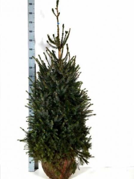 Picea omorika (Serbische Fichte) 125–150 cm mit Ballen, aufrechter Wuchs mit dichtem, dunkelgrünem Nadelkleid.
