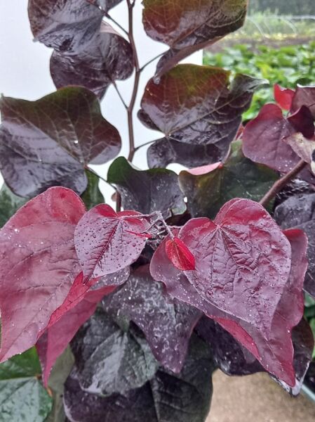 Judasbaum ’Ace of Spades’ / Cercis ‘Ace of Spades‘