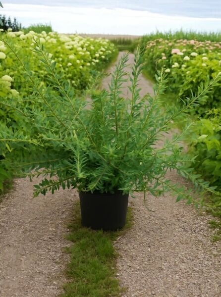 Salix integra ‘Flamingo‘, Zierweide ‘Flamingo‘ 100-125 cm C20, buschige Pflanze im Container mit schmalen Blättern