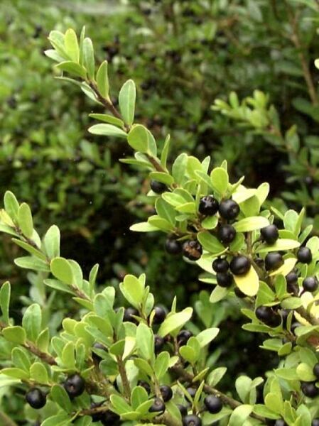 Ilex crenata / Japanische Hülse