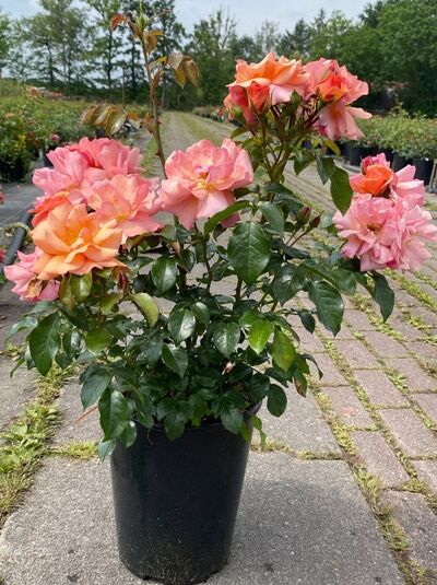 Beetrose Rosa 'Aprikola ®' im C5-Topf, A-Qualität, mit apricot-rosa Blüten und grünem Laub.