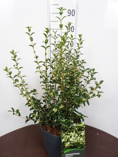 Osmanthus burkwoodii / Frühlings-Duftblüte, Strauch im Topf, 50–60 cm, C5, mit dunkelgrünen Blättern und Knospen