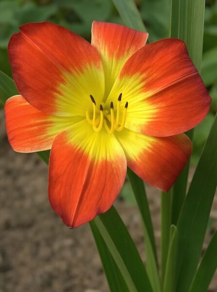 Taglilie (Hemerocallis cultorum) 'Christmas Is' mit orange-roter Blüte und gelbem Zentrum, Nahaufnahme der Blüte.