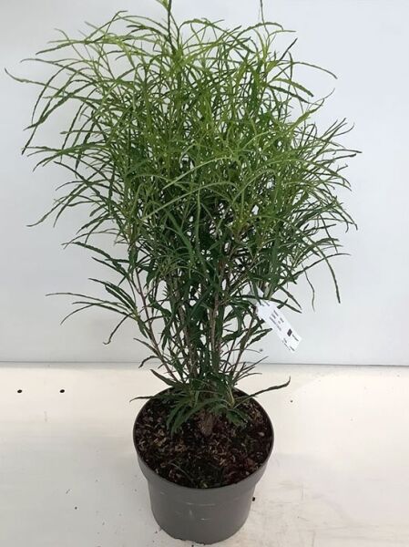 Farnblättriger Säulen-Faulbaum Frangula alnus 'Fine Line®' (Rhamnus frangula), 40–60 cm, C5 Topf, buschiger Wuchs, schmale Blätter