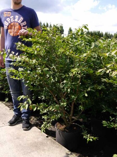 Geflügeltes Pfaffenhütchen (Euonymus alatus) im Topf, mehrtriebiger Strauch 125–150 cm, C20.