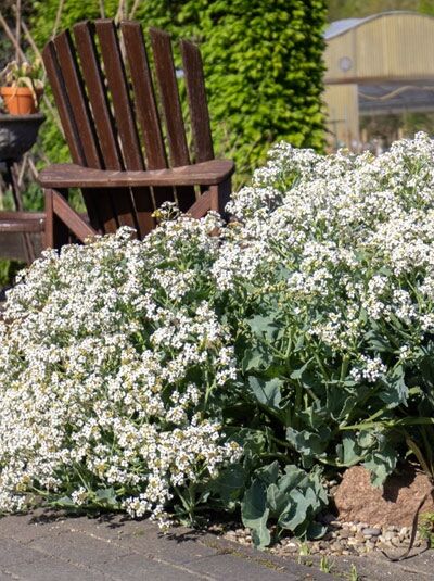 Küsten-Meerkohl / Strandkohl / Crambe maritima