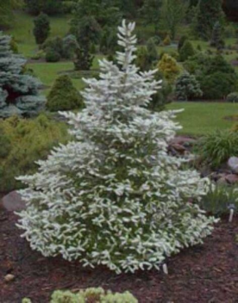 Abies koreana 'Silberlocke' / Korea-Tanne ’Silberlocke’