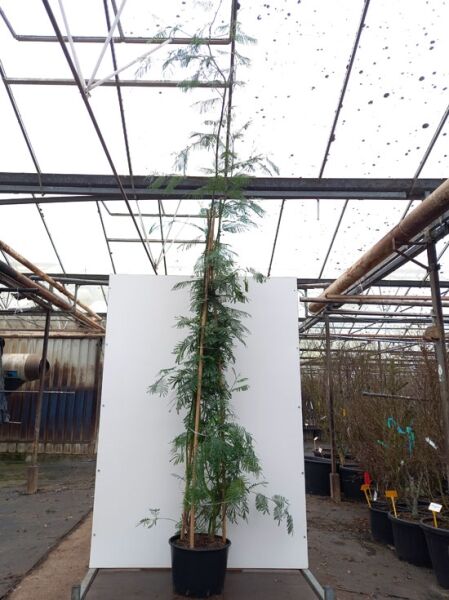 Acacia dealbata (Silber-Akazie/Falsche Mimose) 250-300 cm C35, schlanker Baum im Topf mit feinfiedrigem Laub und Stützstab.