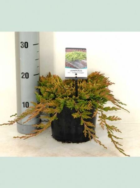 Juniperus squamata 'Golden Carpet' / Zwerg-Wacholder 'Golden Carpet', 20–30 cm breit, im C2-Topf, flach wachsend mit gelbgrünem Laub.