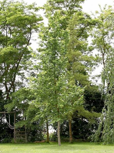 Ulme 'Nanguen' / Ulmus Lutèce / Ulmus 'Nanguen'