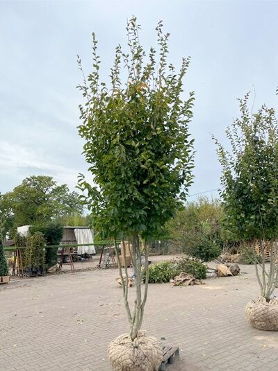 Eisenholzbaum 'Vanessa' 400-450 cm schirmförmig / Parrotia persica 'Vanessa' (1577289)