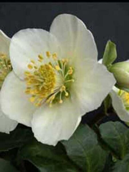 Christrose / Helleborus niger