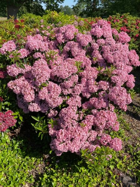 Kalmia latifolia 'Moyland' (Lorbeerrose/Berglorbeer) Solitärstrauch mit dichten, rosa Blütendolden, 120-140 cm Höhe m. B.