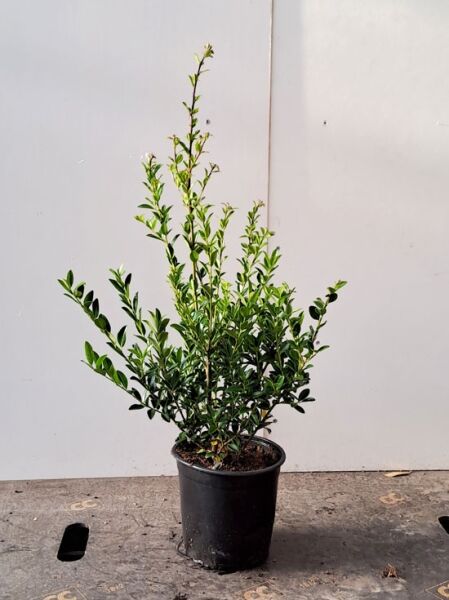 Japanischer Ilex 'Kanehirae' / Japanischer Ilex 'Kanehirae'