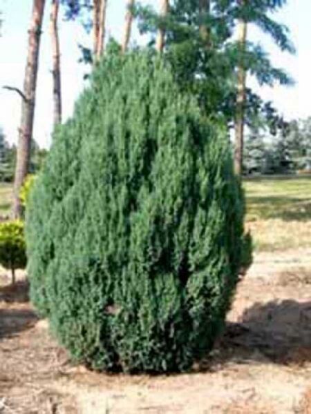 Juniperus chinensis 'Stricta' / Chinesischer Wacholder / Kegel-Wacholder