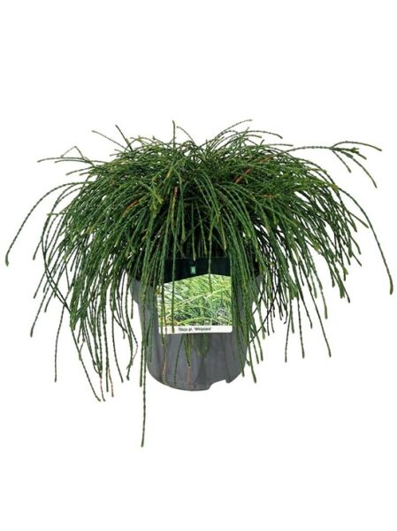 Faden-Lebensbaum 'Whipcord' / Thuja plicata 'Whipcord'