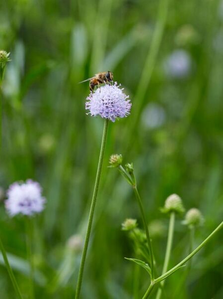 Teufelsperle 'Frosted Pearls' / Teufelsperle 'Frosted Pearls'