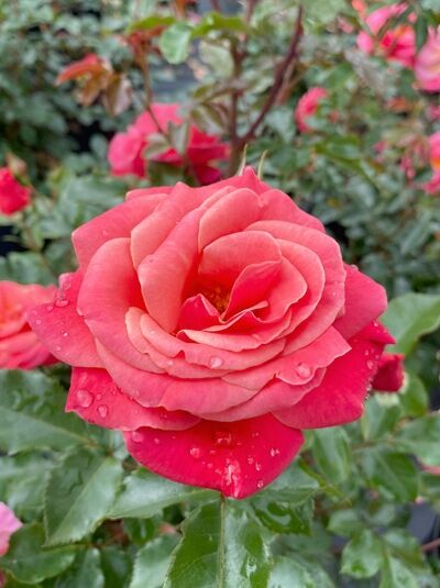 Rosa 'Melusina' / Beetrose 'Melusina' mit pinkfarbener, gefüllter Blüte und grünen Blättern, Nahaufnahme
