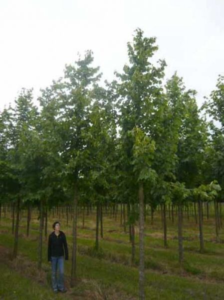 Tilia cordata 'Greenspire' / Winter-Linde 'Greenspire'