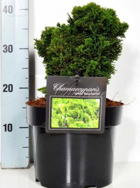 Zwerg-Muschelzypresse Chamaecyparis obtusa 'Nana Gracilis', 20–25 cm, im C3-Topf mit dichtem, grünem Nadelwerk