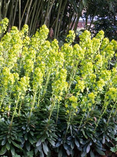 Garten-Wolfsmilch / Euphorbia amygdaloides var. robbiae