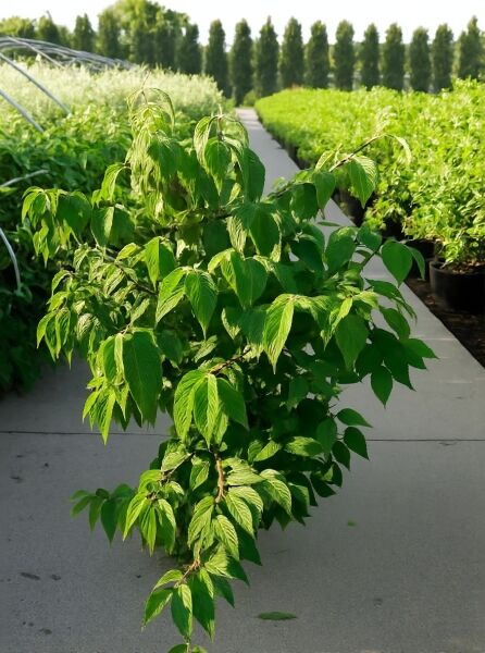 Viburnum plicatum f. tomentosum / Filziger Japanischer Schneeball 80-100 cm C25, laubtragender Strauch im Container.