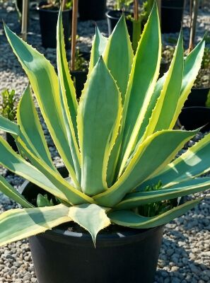bogenhanf moonshine Sansevieria trifasciata, 