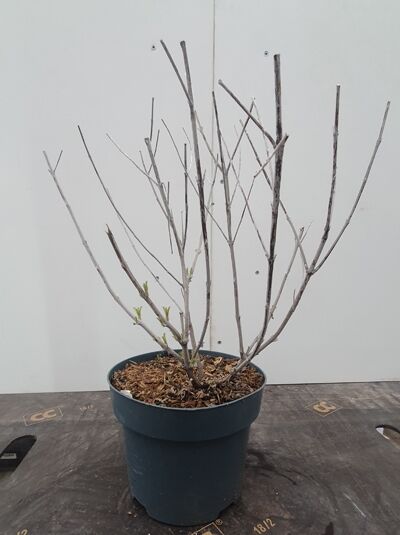 Perovskia atriplicifolia 'Blue Spire' / Blauraute 'Blue Spire' 30-40 cm C3 im Topf, mehrtriebige Pflanze mit kahlen Zweigen.