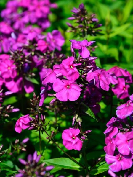 Großblättrige Flammenblume 'Düsterlohe' / Großblättrige Flammenblume 'Düsterlohe'