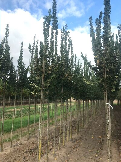 Säulen-Ulme 'Columella' / Ulmus 'Columella'